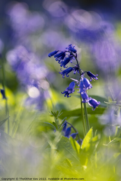 Close up of a Bluebell in a forest Picture Board by TheOther Kev
