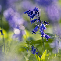 Buy canvas prints of Close up of a Bluebell in a forest by TheOther Kev