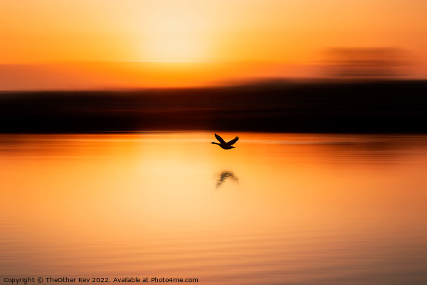 bird flying over a lake in an orange sunrise Picture Board by TheOther Kev