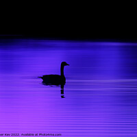 Buy canvas prints of Bird silhouette on a purple lake  by TheOther Kev