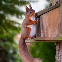 Buy canvas prints of Majestic Red Squirrel in the Lake District by Richard North