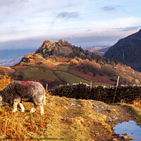 Buy canvas prints of Herdwick Sheep Grazing in Front of Castle Crag by Richard North