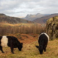 Buy canvas prints of Majestic Belted Galloways grazing with stunning mo by Richard North