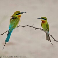 Buy canvas prints of Blue Tail Bee Eater  by aamir muhgal