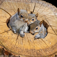 Buy canvas prints of Baby Grey Squirrels by Brett Pearson