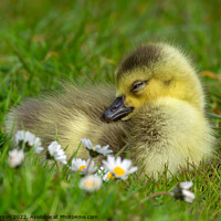 Buy canvas prints of Canadian Goose Gosling by Brett Pearson