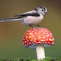 Buy canvas prints of Long Tailed tit by Brett Pearson