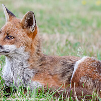 Buy canvas prints of A Fox lying in the grass by Brett Pearson