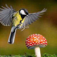 Buy canvas prints of Hovering Great tit by Brett Pearson