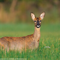 Buy canvas prints of A Roe deer (doe) standing in a field by Brett Pearson