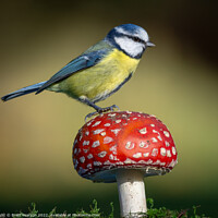 Buy canvas prints of A Blue tit on a Toadstool by Brett Pearson