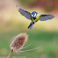 Buy canvas prints of Hovering Blue tit by Brett Pearson