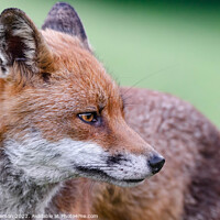 Buy canvas prints of A close up of a fox by Brett Pearson