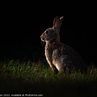 Buy canvas prints of Rabbit at Sunset by Brett Pearson