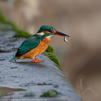 Buy canvas prints of Common Kingfisher by Brett Pearson