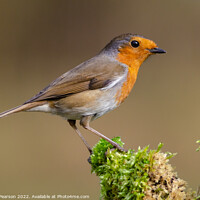 Buy canvas prints of Robin by Brett Pearson