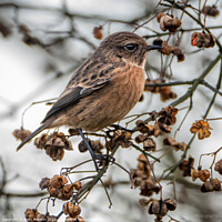 Buy canvas prints of Stonechat by Brett Pearson