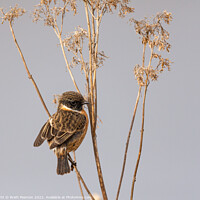 Buy canvas prints of Stonechat by Brett Pearson