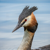 Buy canvas prints of Great Crested Grebe  by Brett Pearson