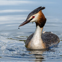 Buy canvas prints of Great Crested Grebe  by Brett Pearson