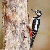 Buy canvas prints of Great Spotted Woodpecker by Brett Pearson