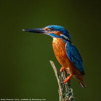 Buy canvas prints of Common Kingfisher by Brett Pearson