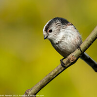 Buy canvas prints of Long tailed tit by Brett Pearson