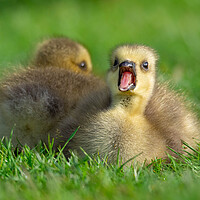 Buy canvas prints of Sleepy Gosling's by Brett Pearson