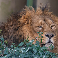Buy canvas prints of A Lion  by Brett Pearson