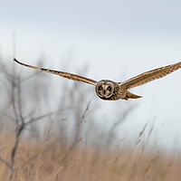 Buy canvas prints of Others Short-eared Owl by Brett Pearson