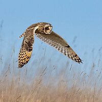 Buy canvas prints of Short-eared owl by Brett Pearson