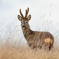 Buy canvas prints of Roe Deer (buck) by Brett Pearson