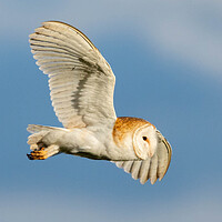 Buy canvas prints of Barn Owl in flight by Brett Pearson