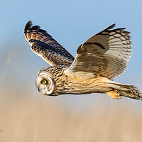 Buy canvas prints of A hawk flying in the sky by Brett Pearson