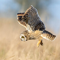 Buy canvas prints of Short-eared owl by Brett Pearson