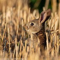Buy canvas prints of Young Rabbit (Kit) in a field by Leanne Green