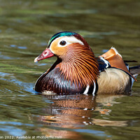 Buy canvas prints of A male Mandarin duck by Leanne Green