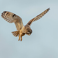 Buy canvas prints of Short-eared owl by Leanne Green