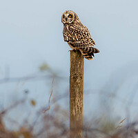 Buy canvas prints of Short-eared owl by Leanne Green