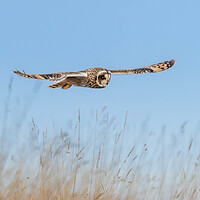 Buy canvas prints of Short-eared Owl by Leanne Green