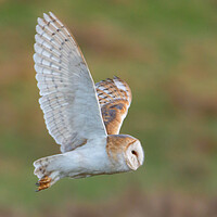 Buy canvas prints of Barn Owl in flight by Leanne Green