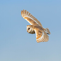 Buy canvas prints of Barn Owl in flight by Leanne Green
