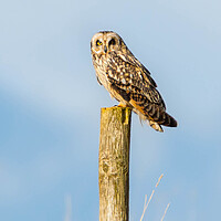 Buy canvas prints of Short -Eared Owl by Leanne Green