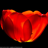 Buy canvas prints of Red Tulip by Maciej Czuchra