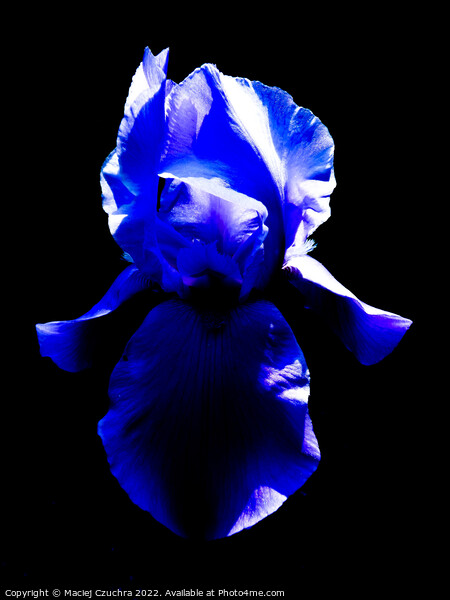 Blue Iris Picture Board by Maciej Czuchra