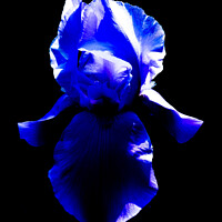 Buy canvas prints of Blue Iris by Maciej Czuchra