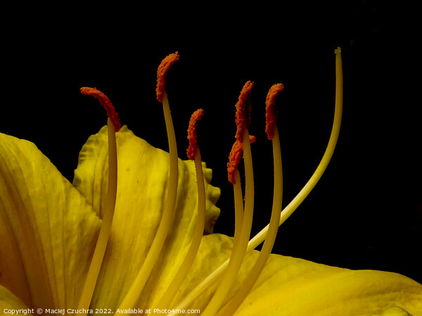 Daylily Flower Picture Board by Maciej Czuchra