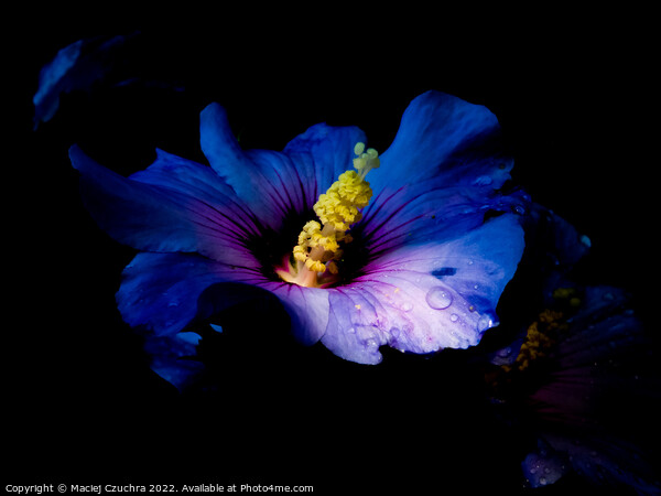 Blooming Purple Hibiscus Bathing in Sunlight Picture Board by Maciej Czuchra