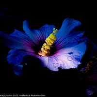 Buy canvas prints of Blooming Purple Hibiscus Bathing in Sunlight by Maciej Czuchra