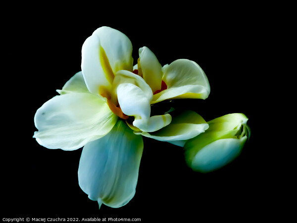 White Tulips Picture Board by Maciej Czuchra
